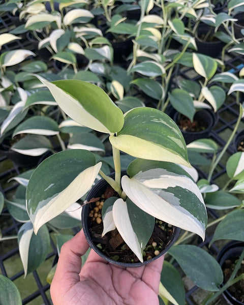 Scindapsus Blue Albo