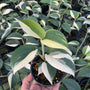 Scindapsus Blue Albo
