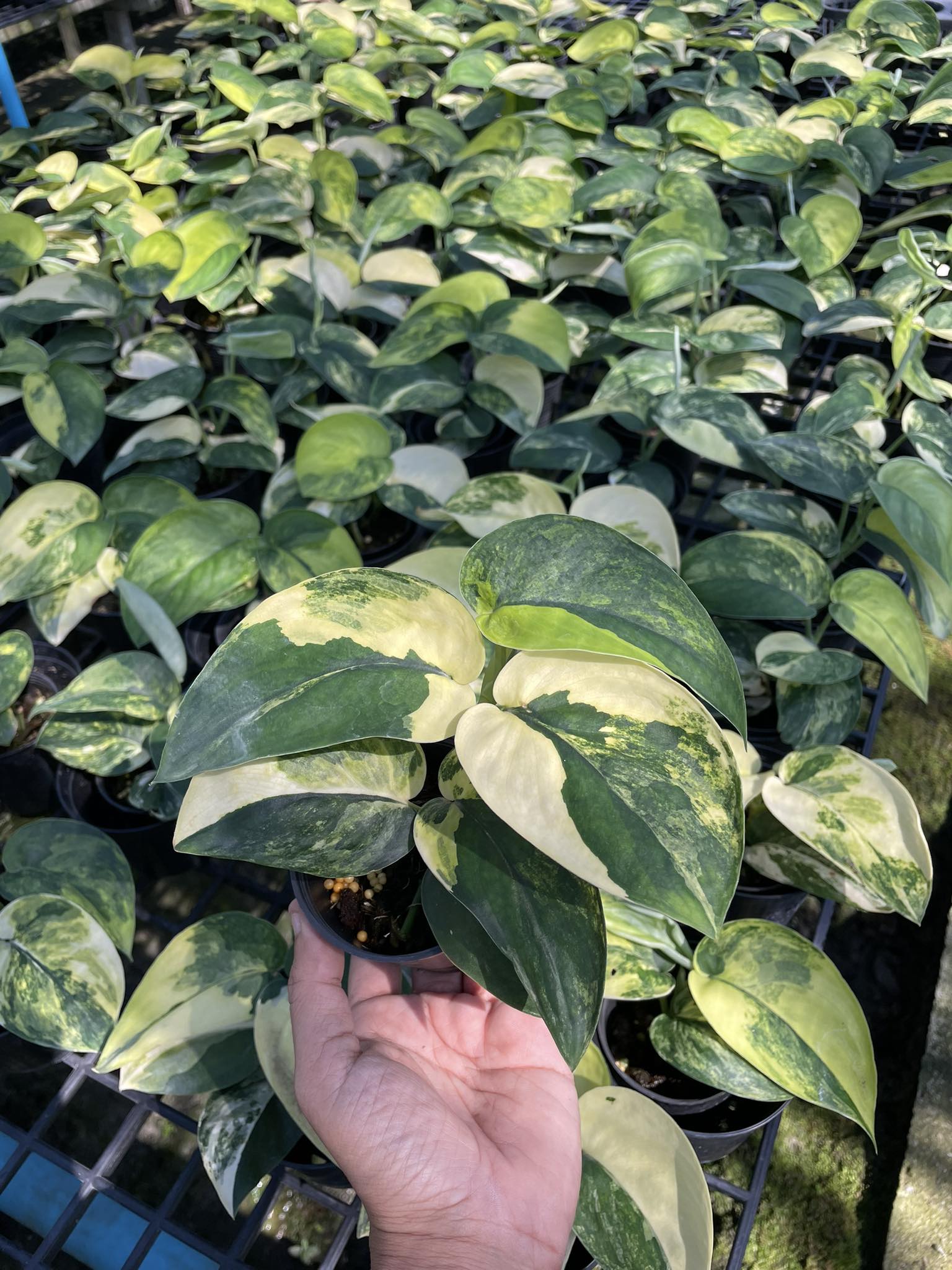 jade satin plant Scindapsus Jade Satin – Toltec Plants