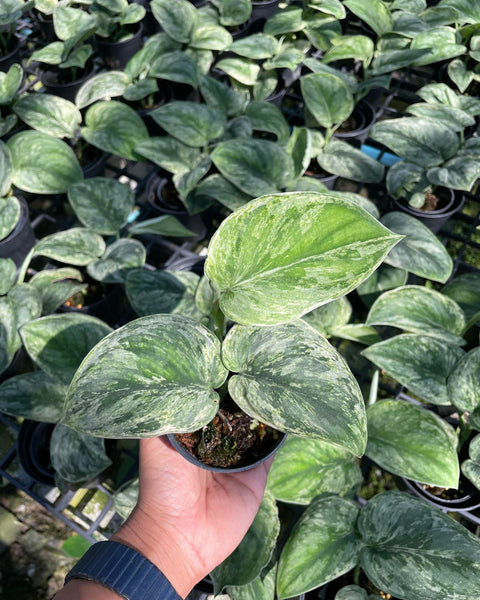 Scindapsus Exotica (Mint) Variegated