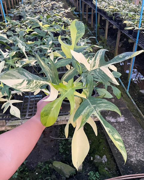 Philodendron - Florida Beauty - Variegated - Wholesale