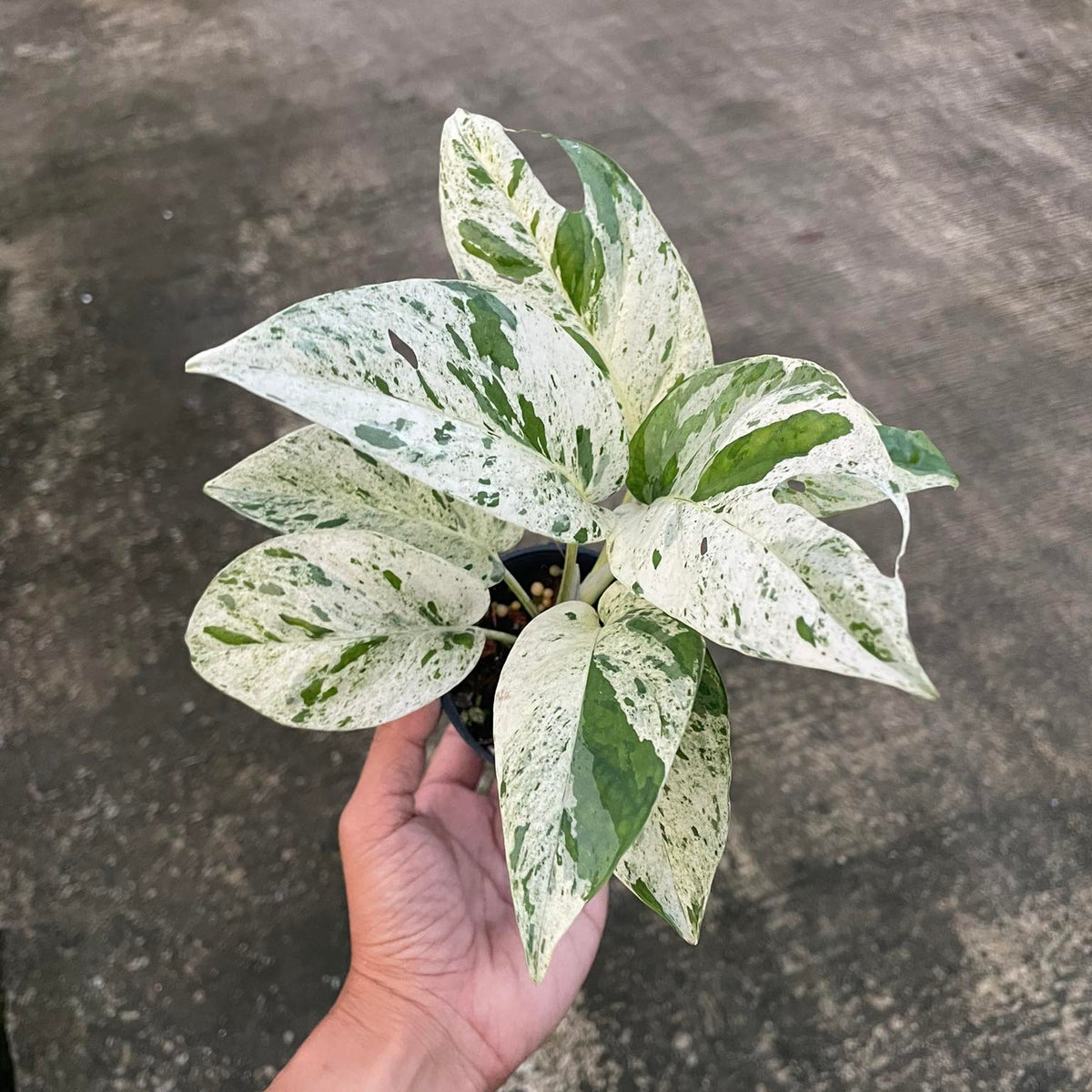 Epipremnum - Marble - Variegated - Wholesale