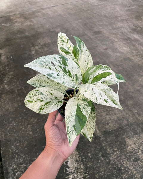 Epipremnum - Marble - Variegated - Wholesale
