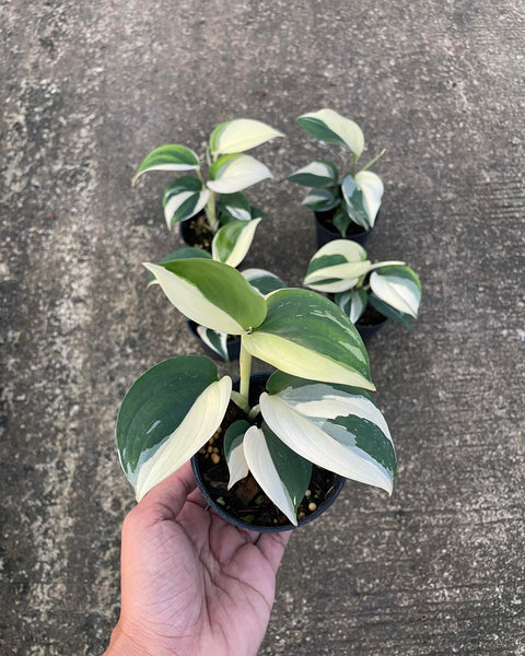 Scindapsus Blue Albo