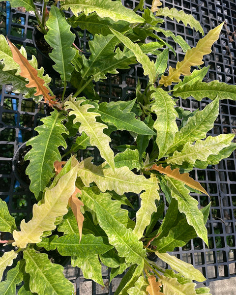 Philodendron Golden Crocodile