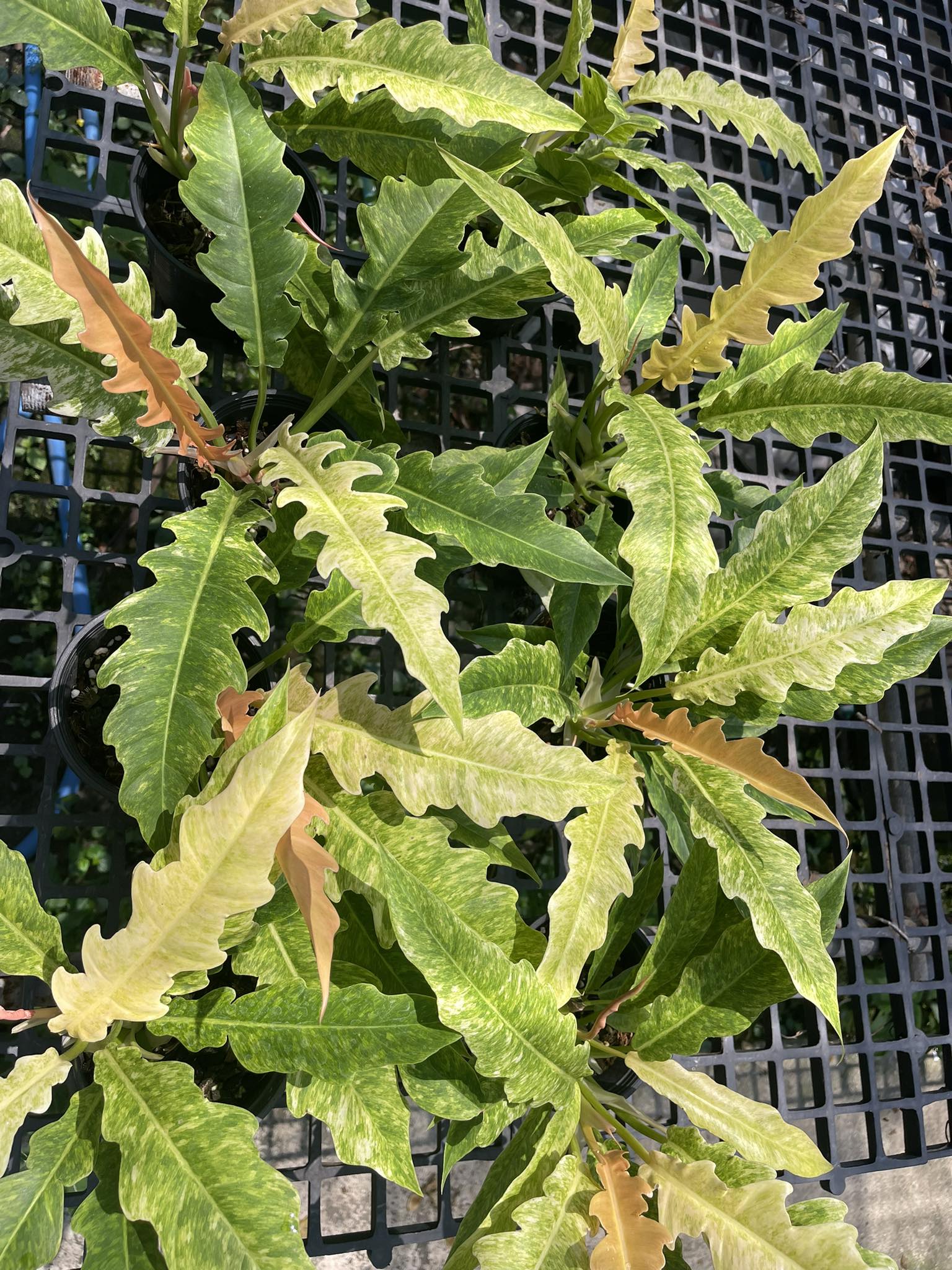 philodendron crocodile gold Philodendron Golden Crocodile – Toltec Plants