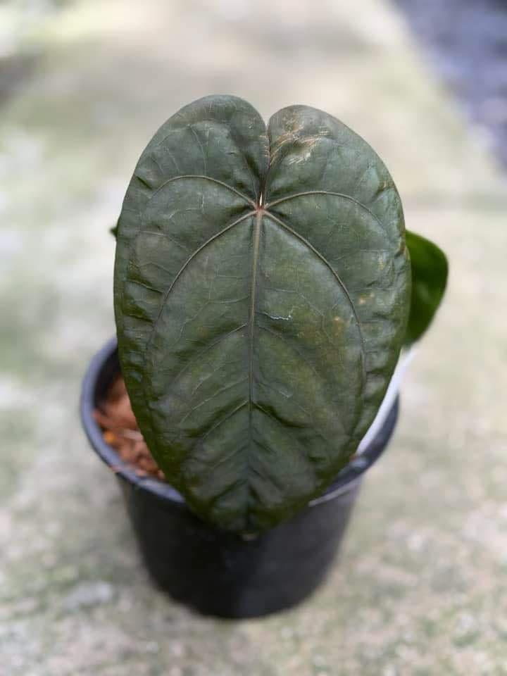 Anthurium Dressleri X Dressleri seeding