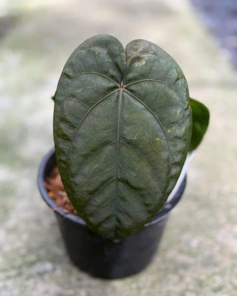 Anthurium Dressleri X Dressleri seeding