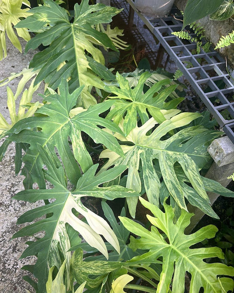Philodendron Radiatum variegated  No.1