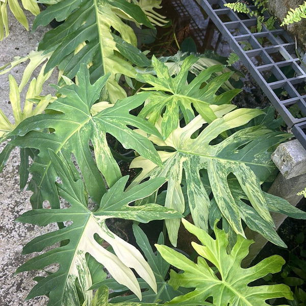 Philodendron Radiatum variegated  No.1