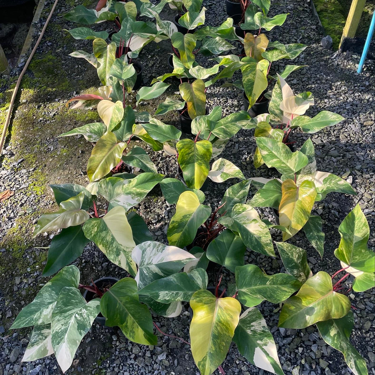 Philodendron - Red Emerald (Strawberry Shake) - Variegated - Wholesale