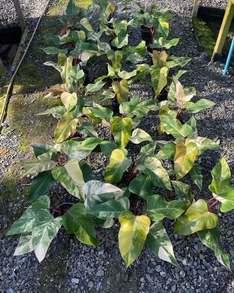 Philodendron - Red Emerald (Strawberry Shake) - Variegated - Wholesale