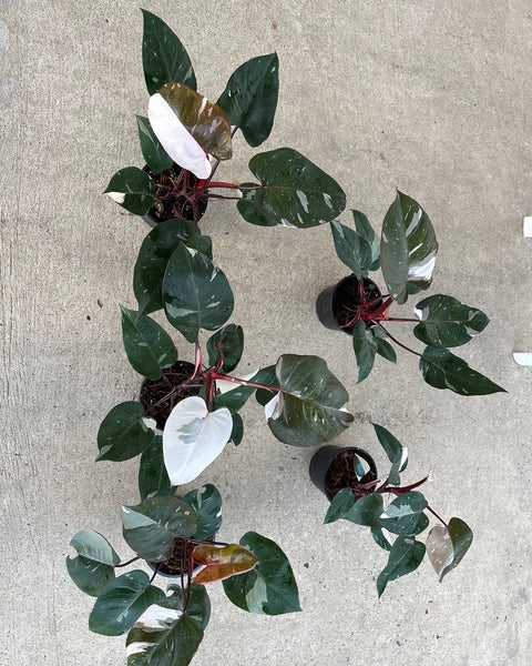 Philodendron - Red Anderson - Variegated - Wholesale