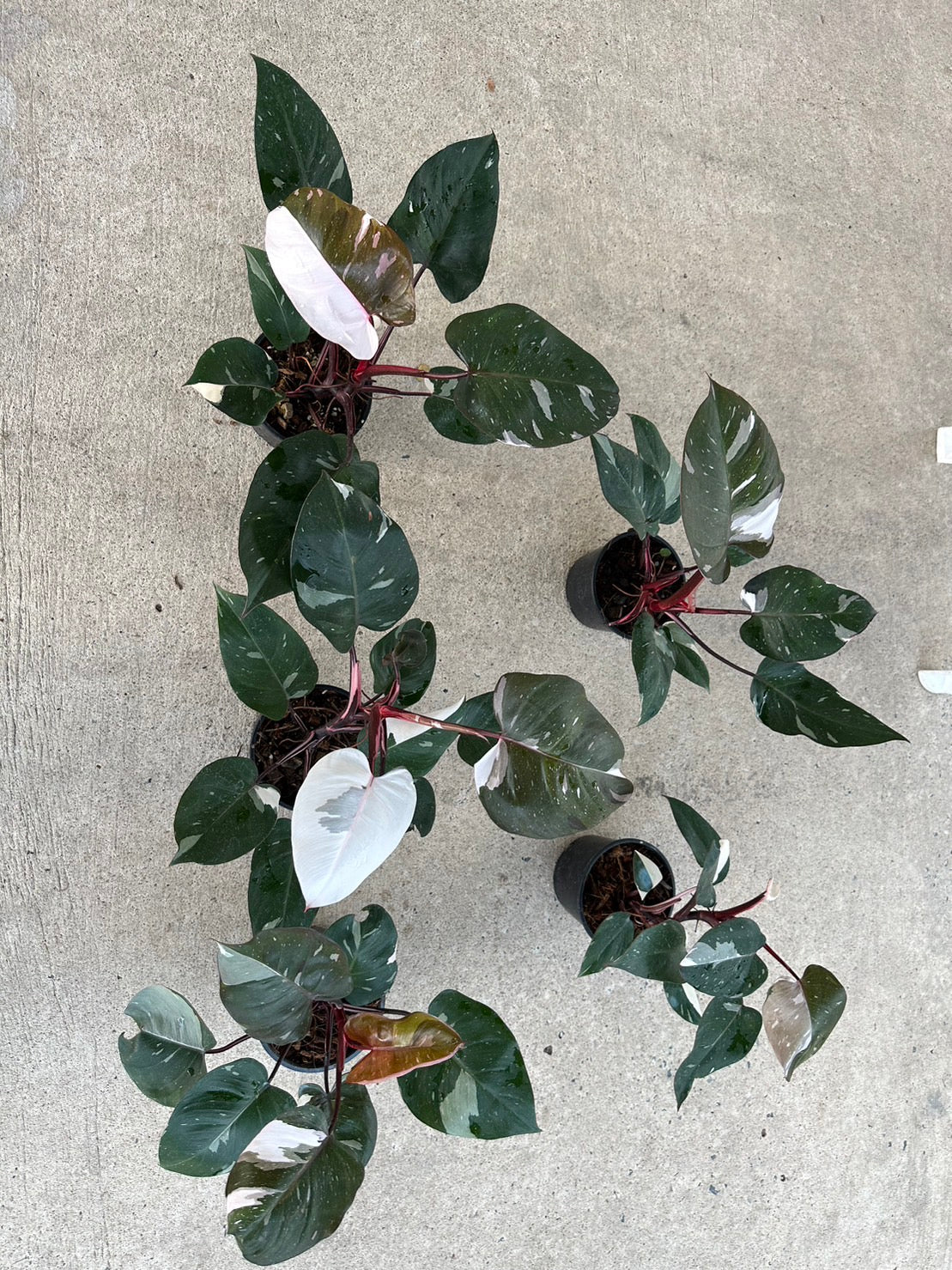 philodendron red anderson variegated for sale Philodendron - Red Anderson - Variegated
