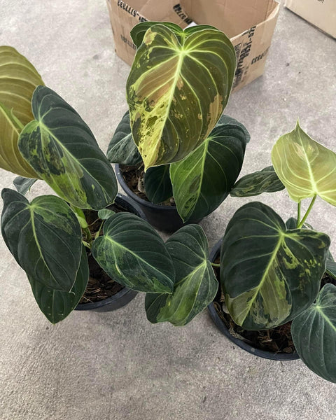 Philodendron Melanochrysum variegated