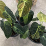 Philodendron Melanochrysum variegated