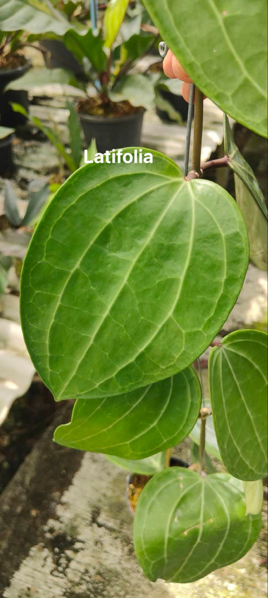 Hoya Latifolia