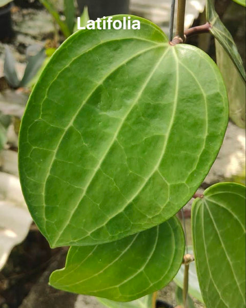 Hoya Latifolia