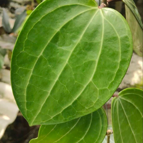 Hoya Latifolia