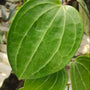 Hoya Latifolia