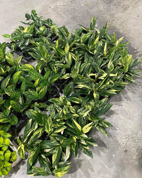 Monstera Standleyana Aurea Variegated