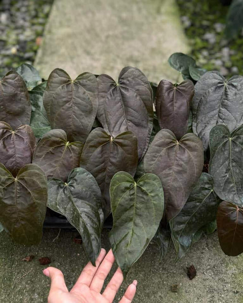 Anthurium Queen of Heart