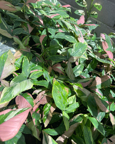 Syngonium - Tri Color - Variegated - Wholesale