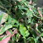 Syngonium - Tri Color - Variegated - Wholesale