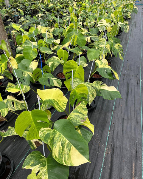 Monstera Aurea 3-4 leafs