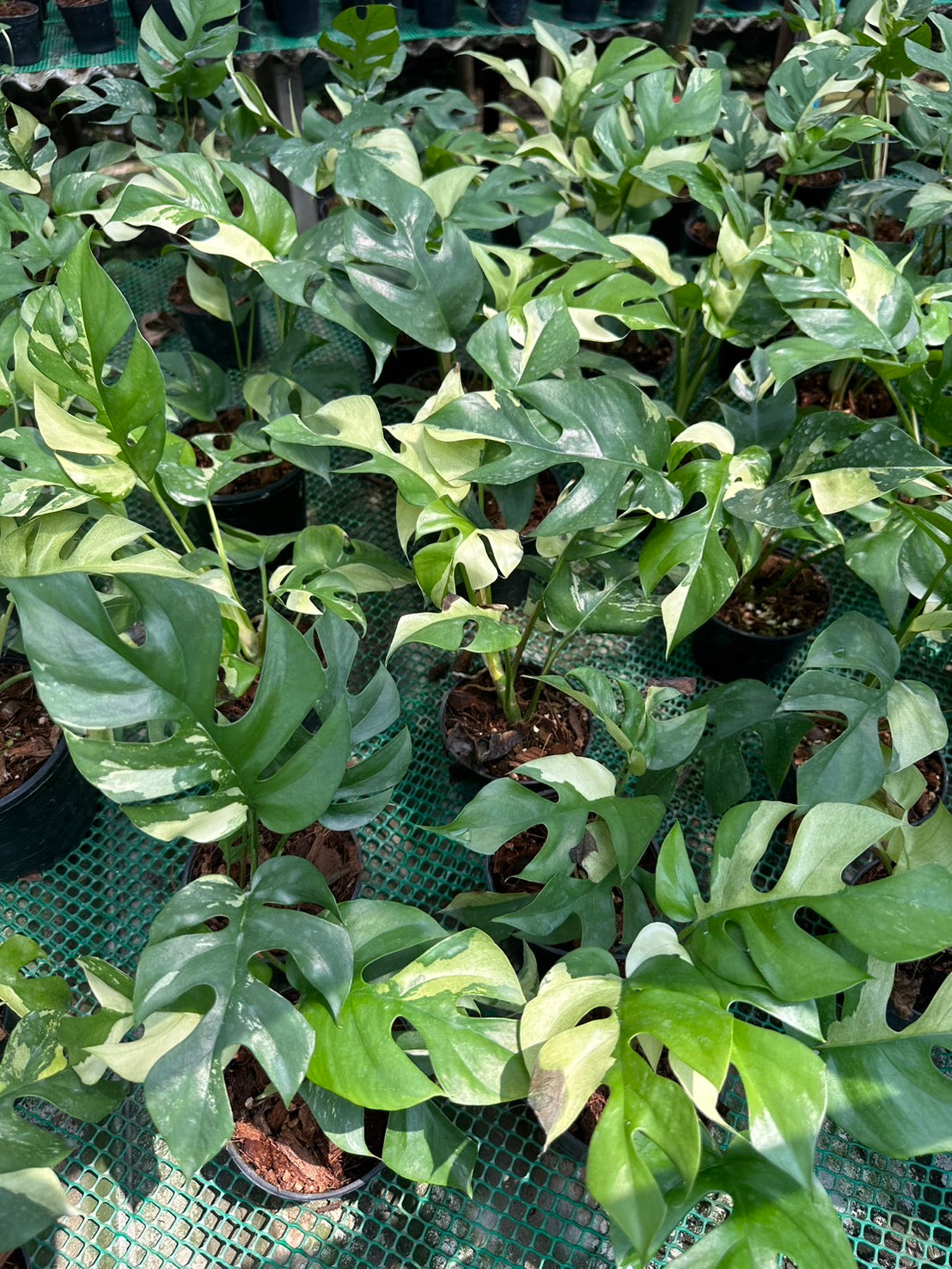 Rhaphidophora Tetrasperma Variegated – Toltec Plants