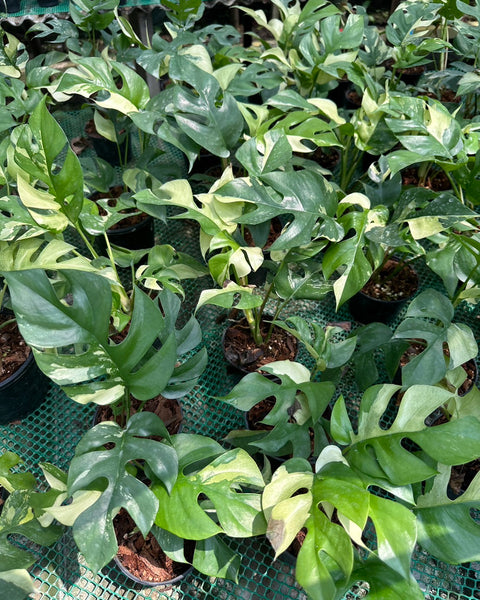 Rhaphidophora Tetrasperma Variegated