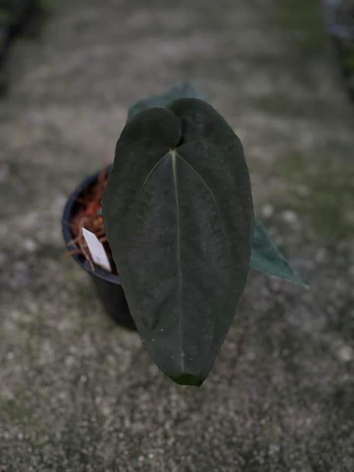 Anthurium Dressleri X Ace of Spades