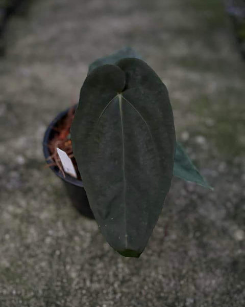 Anthurium Dressleri X Ace of Spades