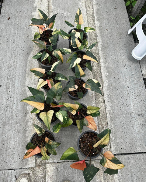 Homalomena Pink Diamond Medium