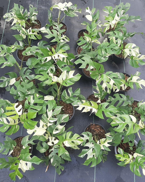 Rhaphidophora Tetrasperma Variegated