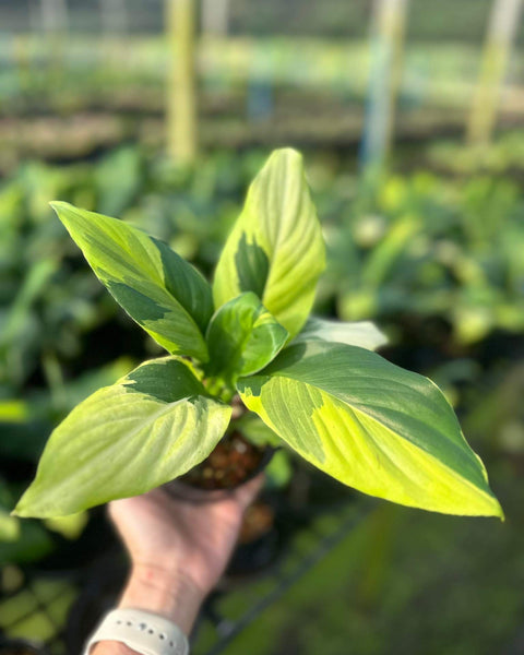 Spathiphyllum Sensation Aurea Variegated (new hybrid)