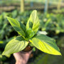 Spathiphyllum Sensation Aurea Variegated (new hybrid)