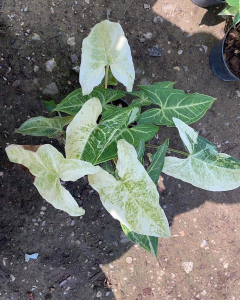 Syngonium Batik
