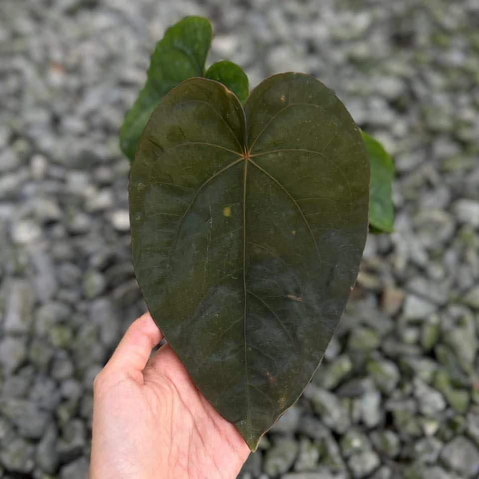 Anthurium Dressleri X Dressleri seeding