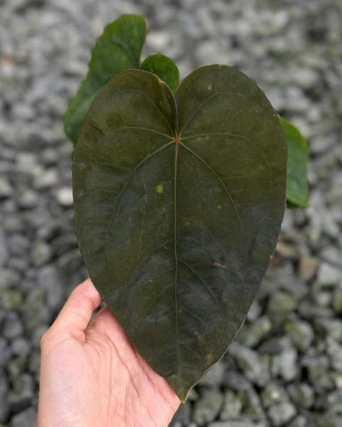 Anthurium Dressleri X Dressleri seeding