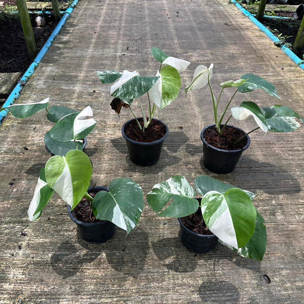 x10 Monstera - Albo - Highly Variegated - Wholesale