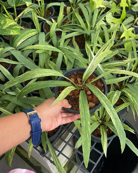 Anthurium Vittarifolium