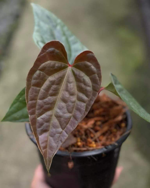 Anthurium Besseae AFF x luxurain  Seeding