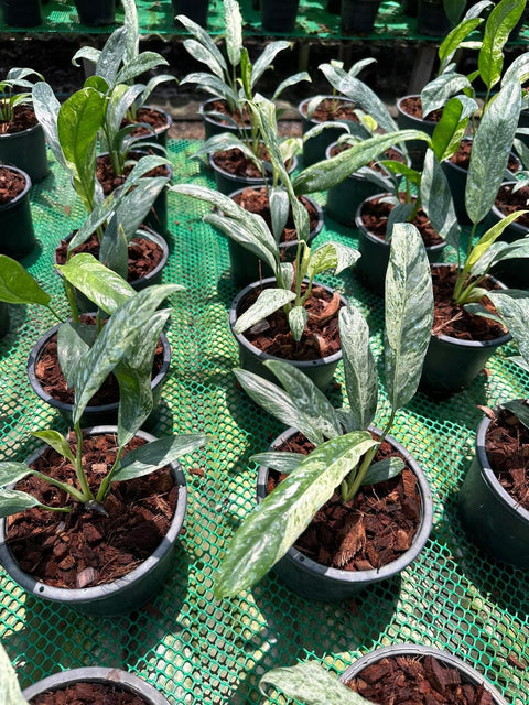 Epipremnum Gigantium Blizzard