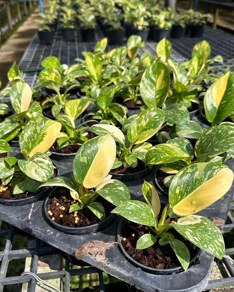 Philodendron Green Congo hybrid variegated Small