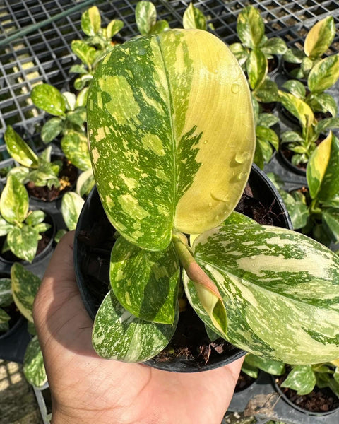 Philodendron Green Congo hybrid variegated Small