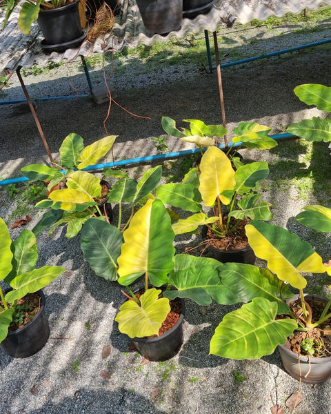 Philodendron Jungle Fever variegated