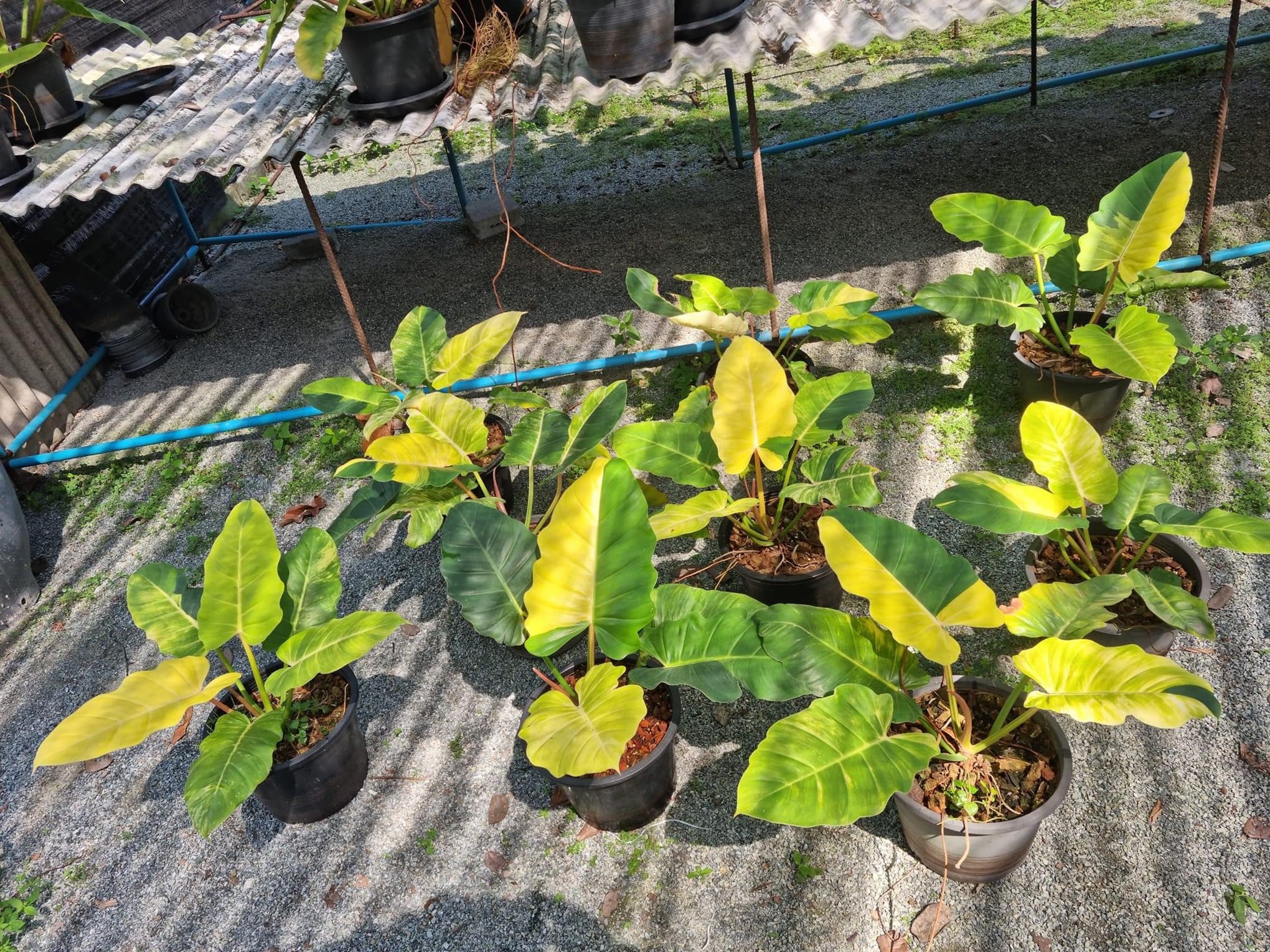jungle fever philodendron Philodendron Jungle Fever variegated – Toltec Plants