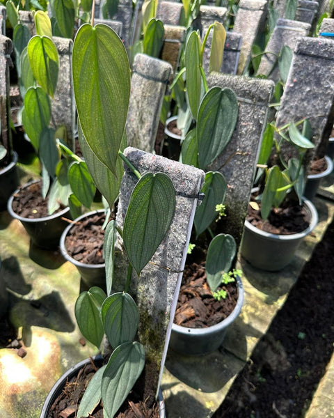 Philodendron Burle Marx Fantasy
