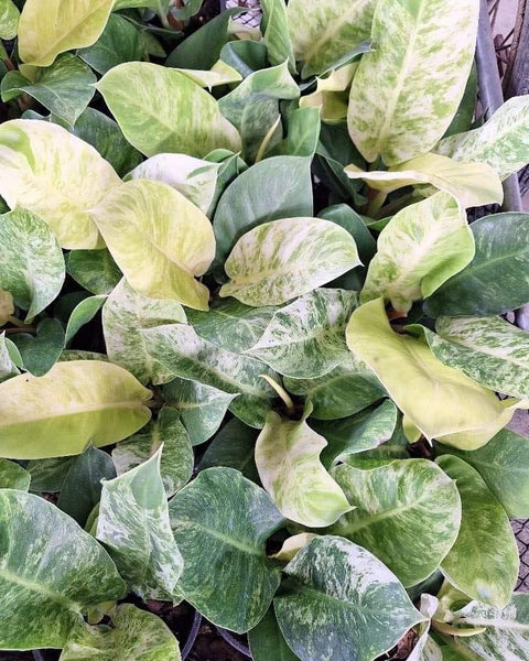 Philodendron Moonlight Variegated